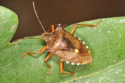 Pentatoma rufipes - Red-legged Shieldbug